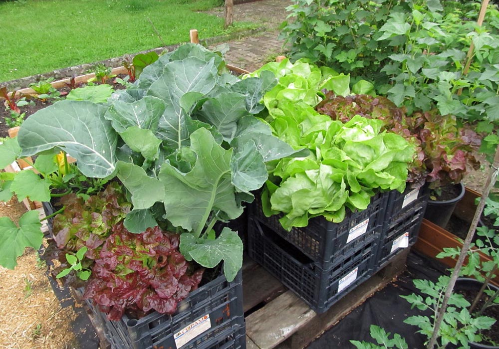 Obst und Gartenbauverein Els 02